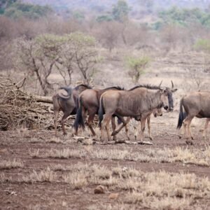 Botswana โ travel destination