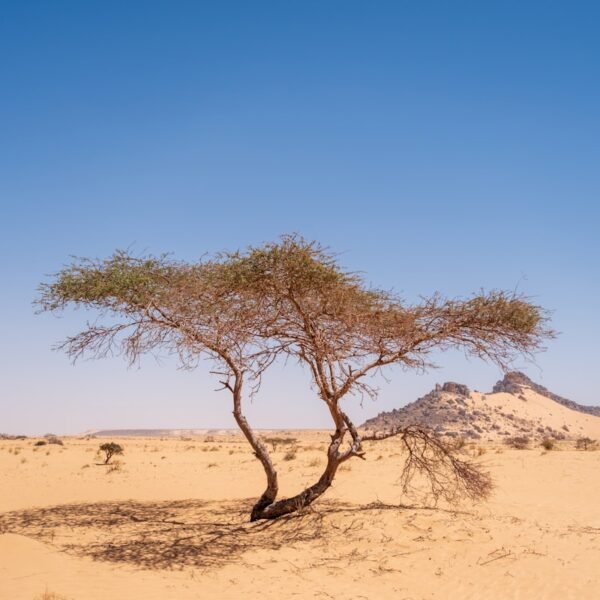 eSIM Mauritania